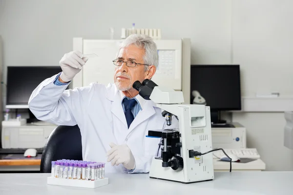 Scientist Examining Microscope Slide In Lab