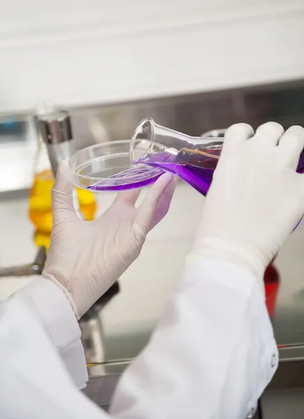 Technician Pouring Purple Liquid Into Petri Dish