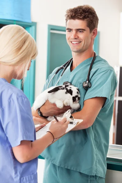 A rabbit at the vet having a check-up