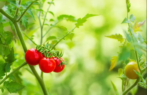 Cherry tomatoes in a garden