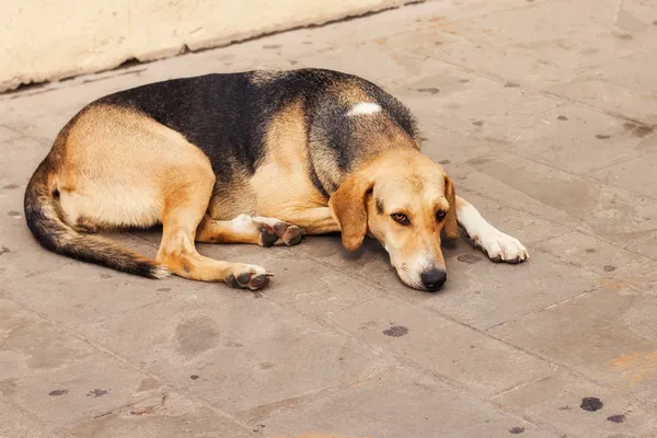 Stray dog resting on the ground