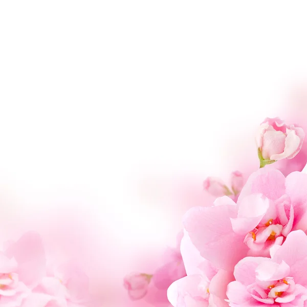 Blossom - pink flower, floral background
