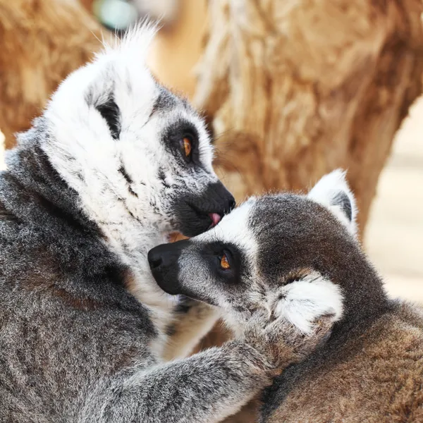 Kissing lemurs monkey - kiss, animal love concept