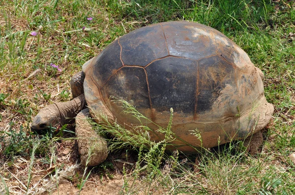 Aldabra giant tortoise feeding on grass