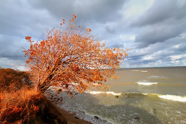 Autumn red tree near the ocean