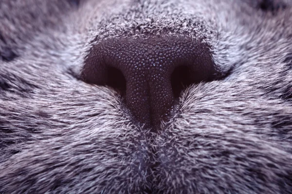 Black nose of a gray cat