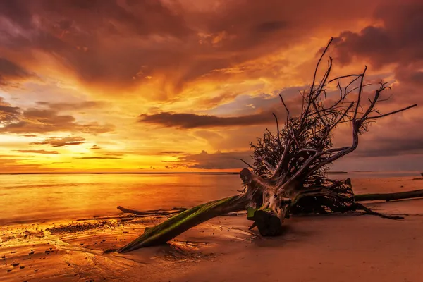 Dead tree trunk on tropical beach