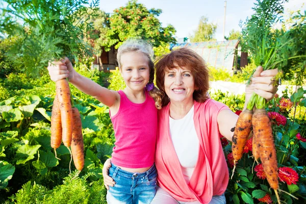 Woman grows harvest in the garden