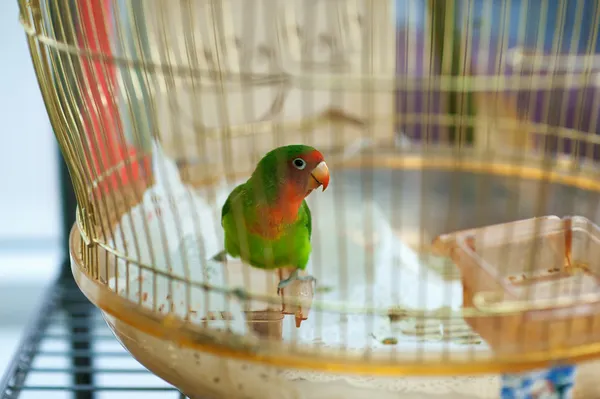 Colorful parrot in home cage