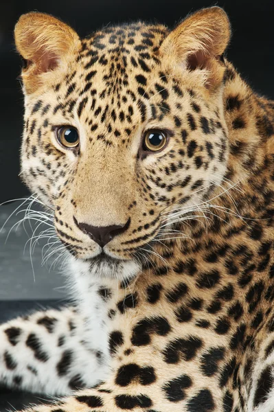 Large beautiful leopard