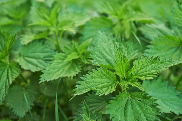 Stinging nettle