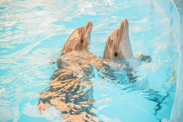 Two dolphin in basin of oceanarium