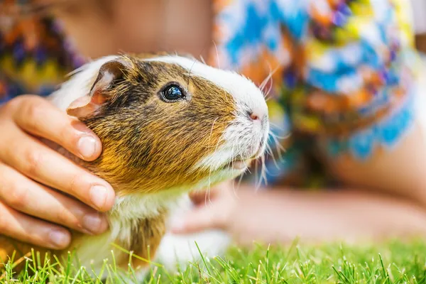 Little girl petting guinea pig