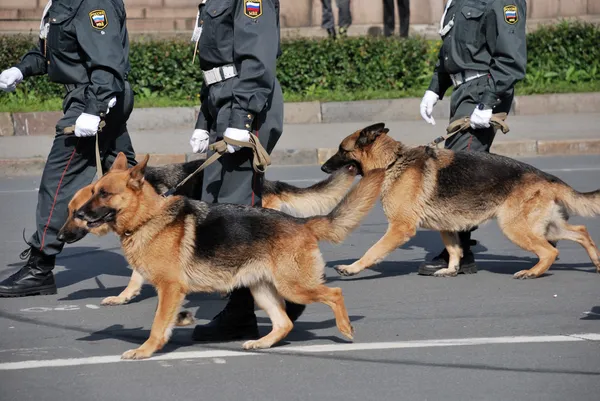 Police with dogs walking on the street