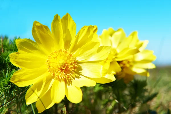 Yellow flowers