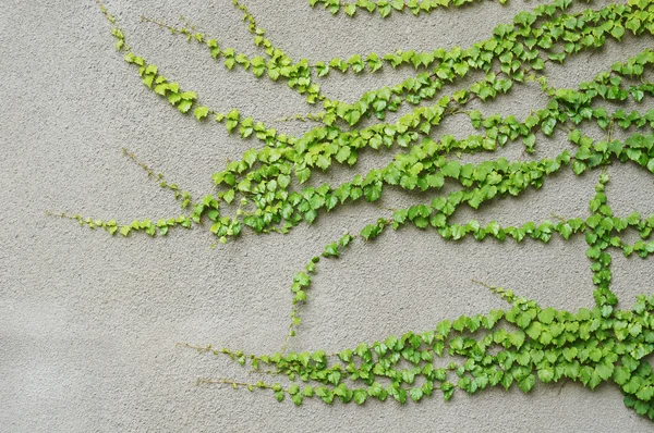 The Green creeper plant on a old wall