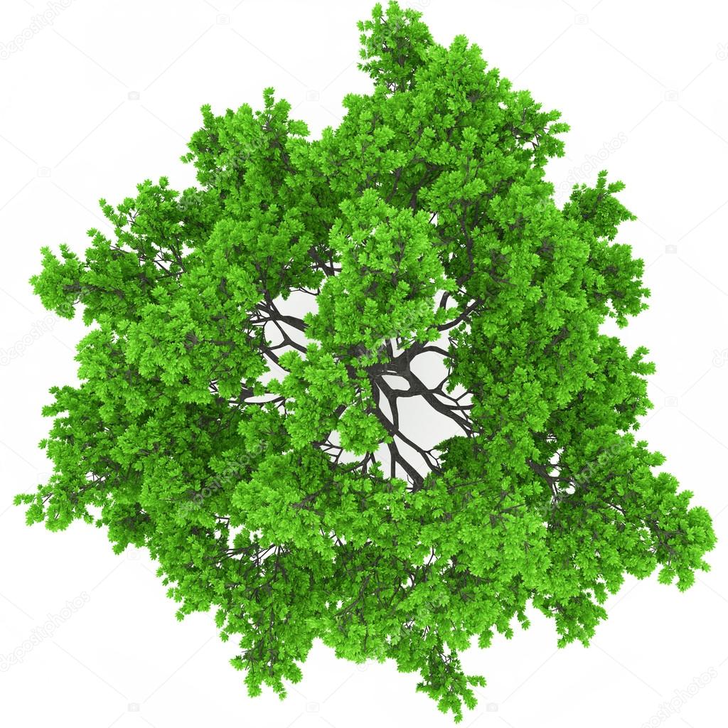 tree top view stock photo 169 3dvlaa 23511559 tree top view stock photo 169 3dvlaa 23511559
