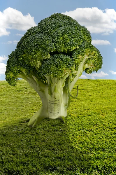 Broccoli Tree