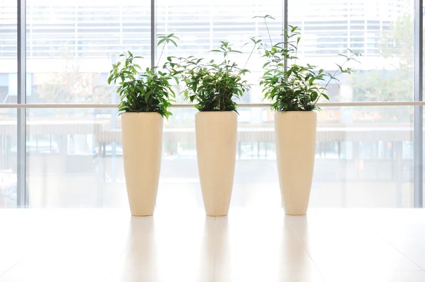 Green plants in vase