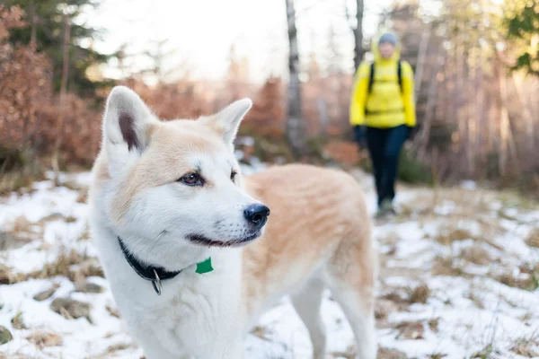 Woman hiking in winter forest with dog