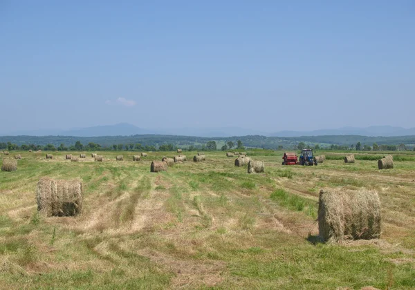Hay pressing in rolls on a meadow