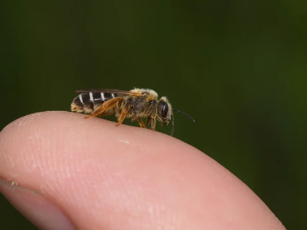 Little bee on a finger-tip