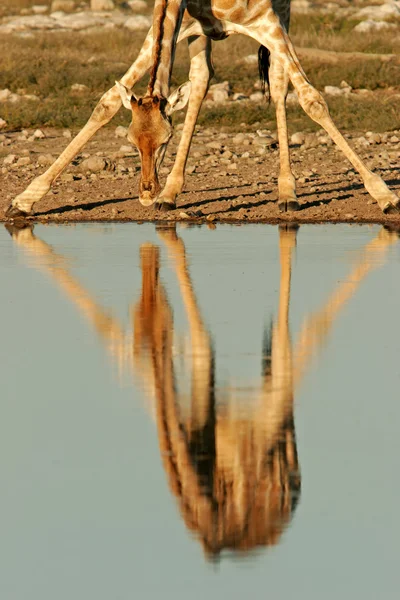 Giraffe reflection