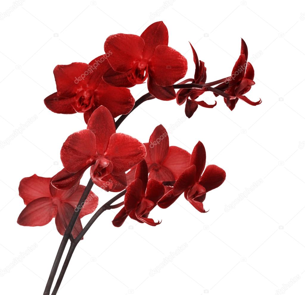 Red Orchid Flower