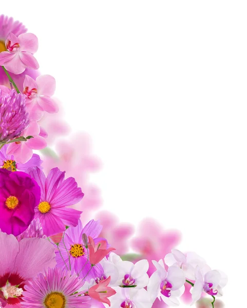 Bright pink flowers corner isolated on white