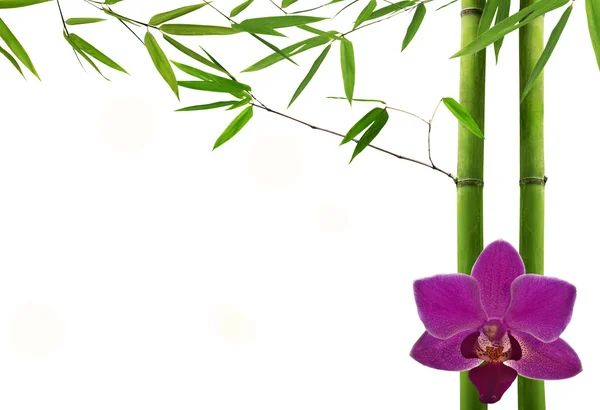 Green bamboo plants and dark orchid