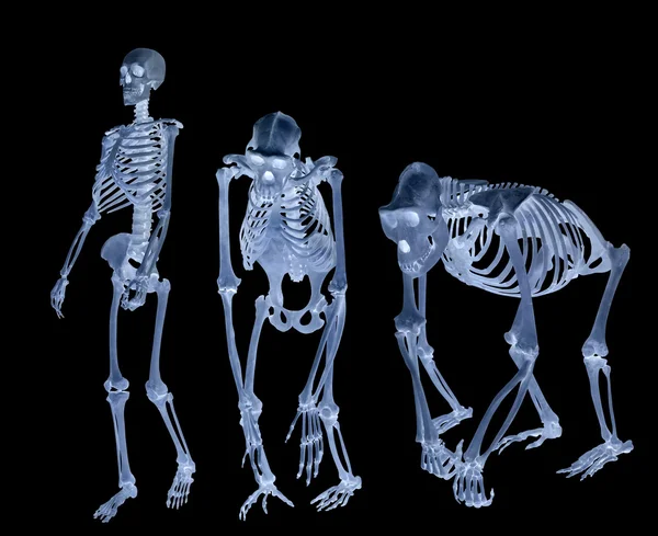 Set of three skeletons isolated on black