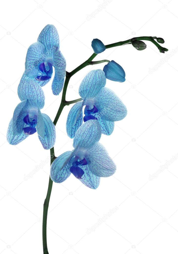 Light blue orchid flowers isolated on white — Stock Photo © Dr.PAS #36748539