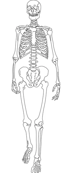ILUSTRACION DEL ESQUELETO HUMANO ilustracion del esqueleto humano: