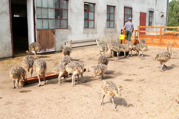 Ostrich chicks farm, Poland