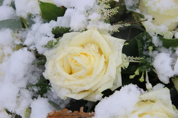 White rose, covered with snowflakes