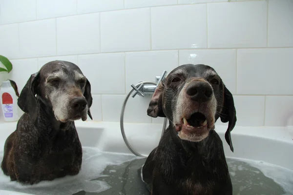 Washing dogs