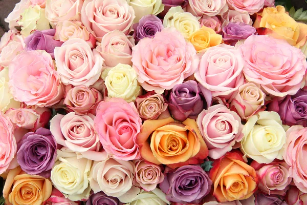 Wedding roses in pastel colors