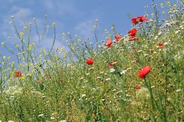 Spring season wild flowers meadow