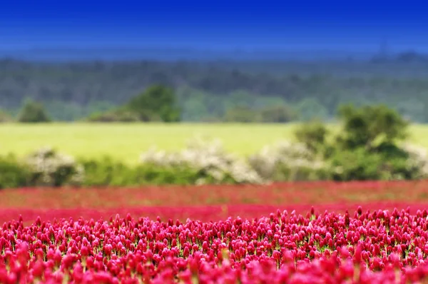Crimson clover (Trifolium incarnatum) field