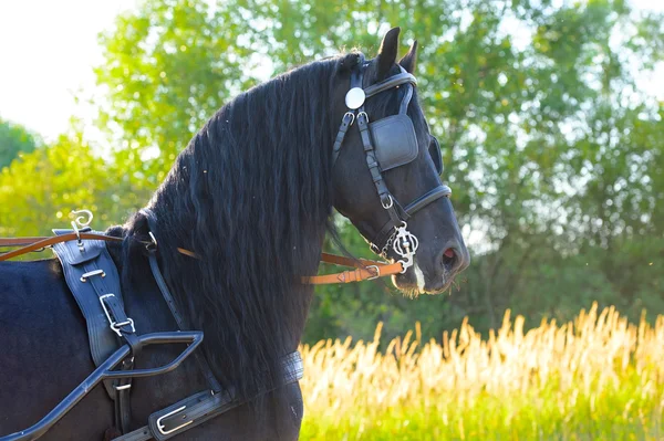 Black Friesian horse in harness in the sunset