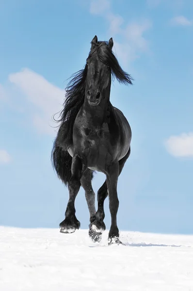 Black Friesian horse runs trot on the meadow in winter