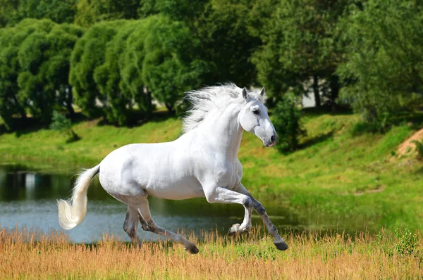 White Andalusian horse (Pura Raza Espanola) runs gallop in summe