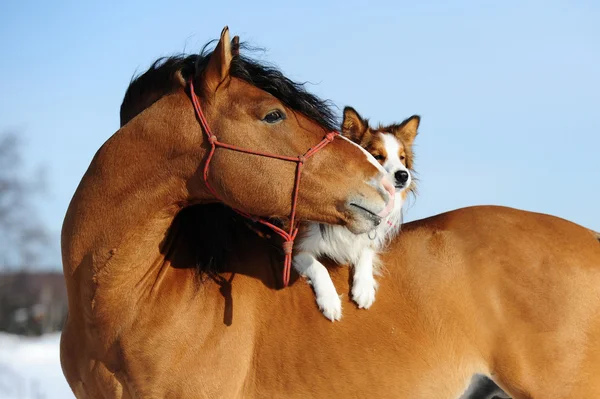 Red horse and dog are friends