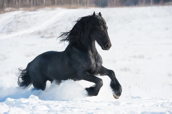 Black horse runs gallop in winter