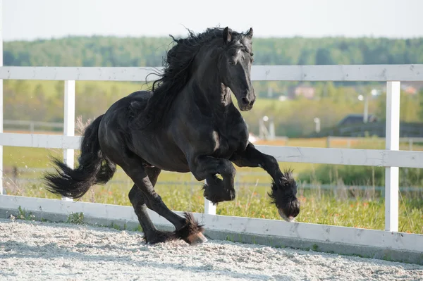 Black Friesian horse runs gallop in summer