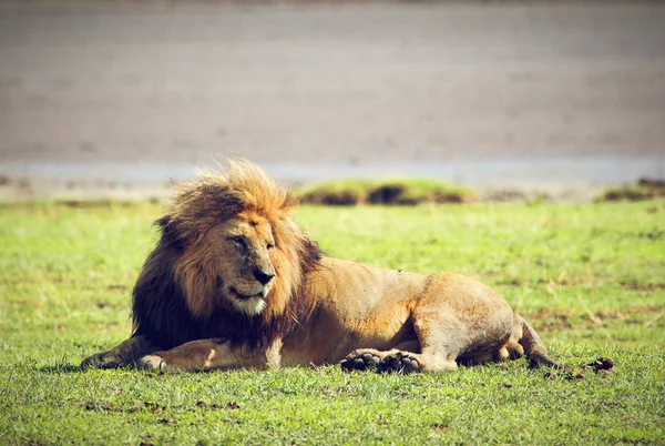 Big male wild lion on savannah. Ngorongoro, Africa. — Stock Photo #18595791