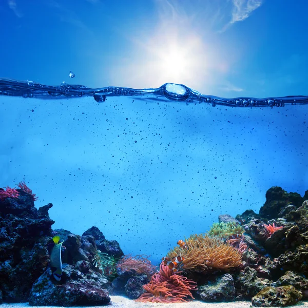 Underwater scene. Coral reef, blue sunny sky and clean water