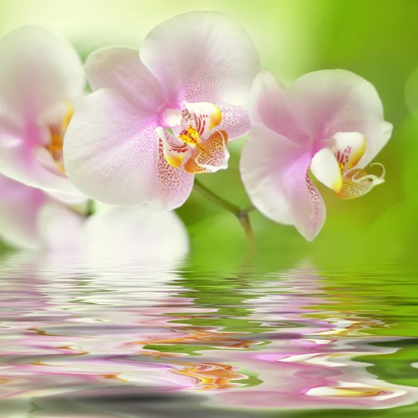 Beautiful pink orchid flower background reflected in water