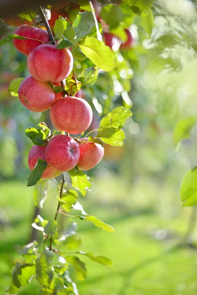 Red apples on apple tree branch