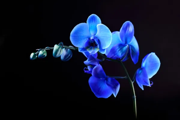 Blue orchid flower on black background — Stock Photo #29849079